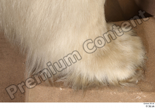 Polar bear foot 0005.jpg